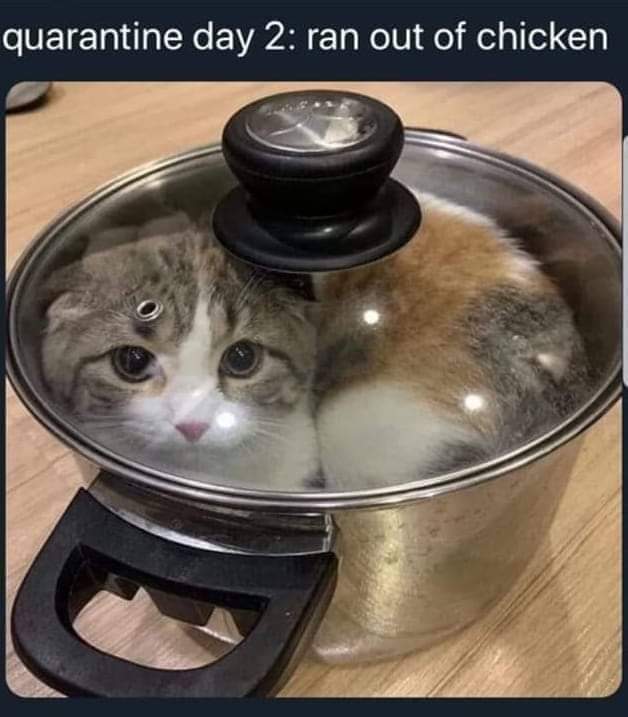 catmeal.jpg