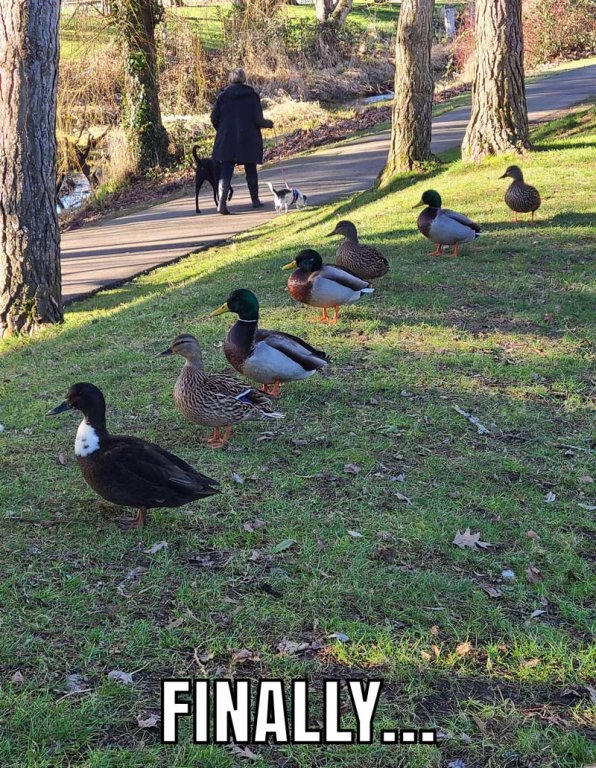 ducks-in-a-row.jpg