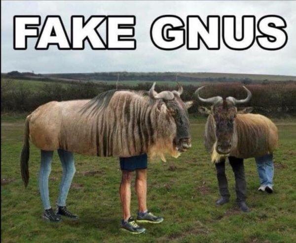 fakegnus.jpg