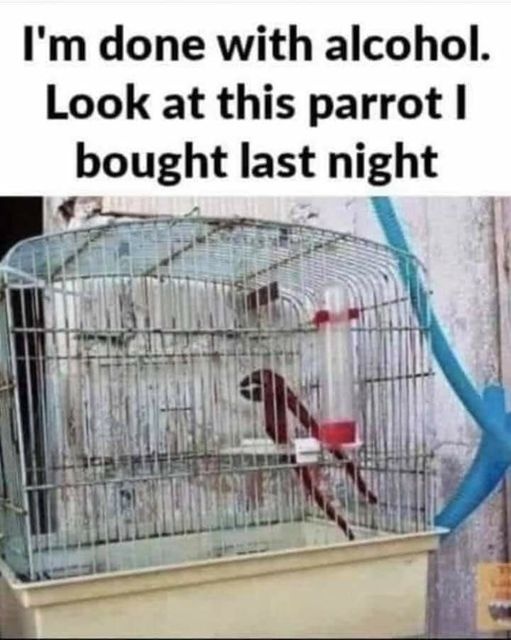 Parrot.jpg