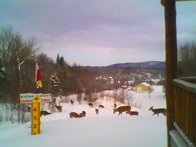 Pittsburg-webcam-cardinal-deer.jpg