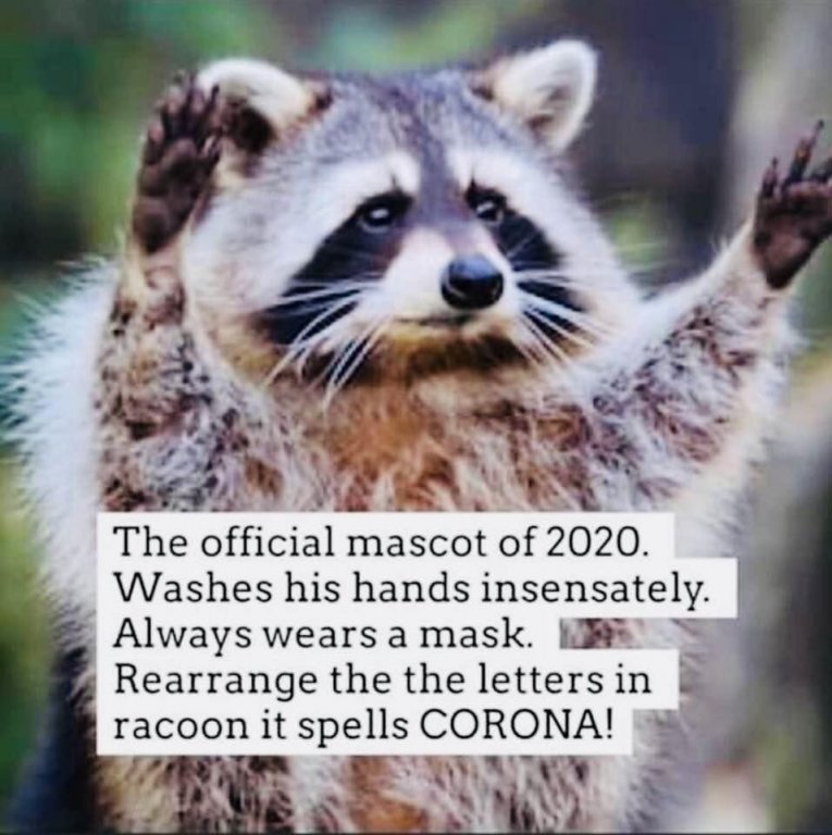 racoon.jpeg