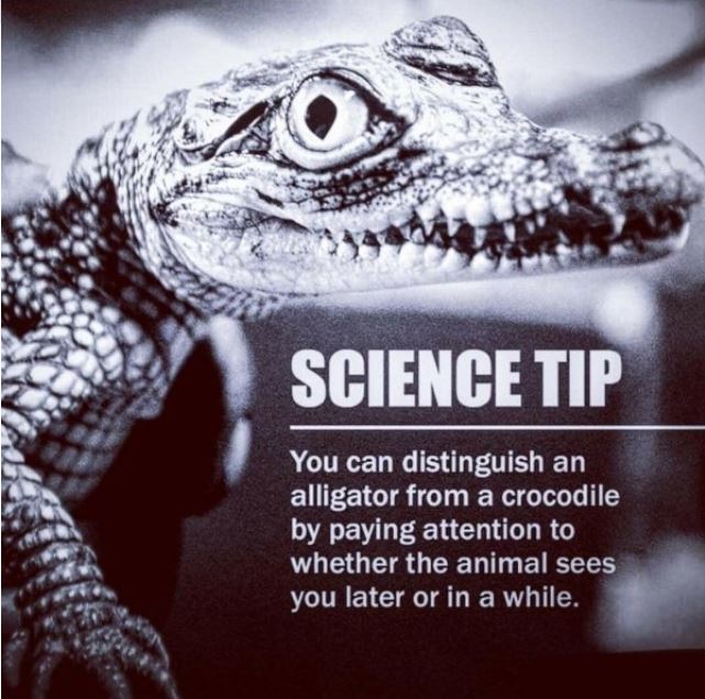 ScienceTip.JPG