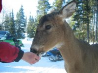 Apex 158 (Small).jpg