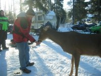 Apex 155 (Small).jpg