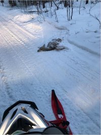 DeerStrike.JPG DeerStrike.JPG