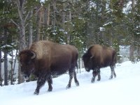 BIG and CLOSE Buffalo.JPG