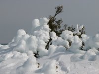 IcyTrees.jpg