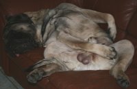 certified stones 051.jpg