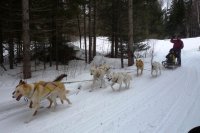 Dogsled2.JPG