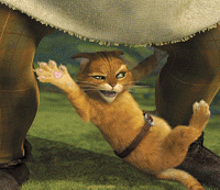 cat scratch.gif