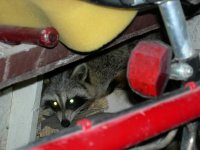 Raccoon in the shed 004.jpg