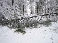 IMG_1194.jpg